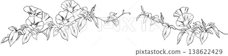 牽牛花線條畫插圖 2 牽牛花線條畫插圖 2 138622429