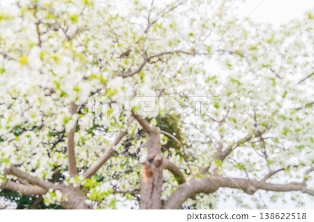 Cherry blossoms shining in the spring sunshine Cherry blossoms shining in the spring sunshine 138622518