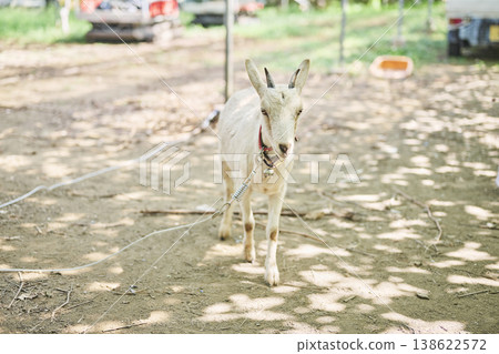 White goats in the vineyard White goats in the vineyard 138622572