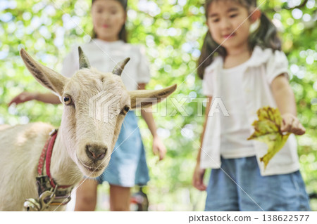姊妹倆給山羊餵樹葉 姊妹倆給山羊餵樹葉 138622577