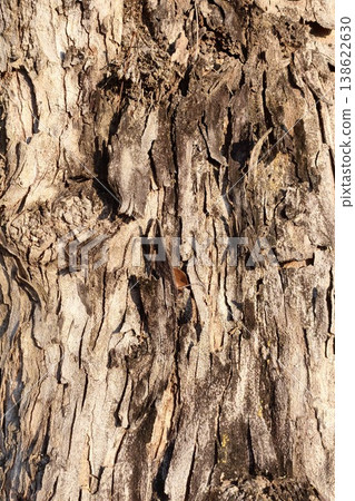 close up of tree bark texture close up of tree bark texture 138622630