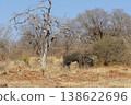 The natural beauty of Botswana 138622696