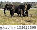 The natural beauty of Botswana 138622699