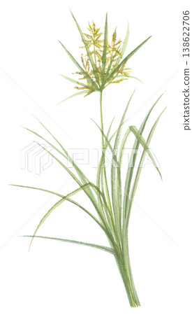 莎草(Cyperus rotundus)水彩畫 莎草(Cyperus rotundus)水彩畫 138622706