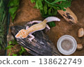 A small lizard is sitting on a log in a green environment 138622749