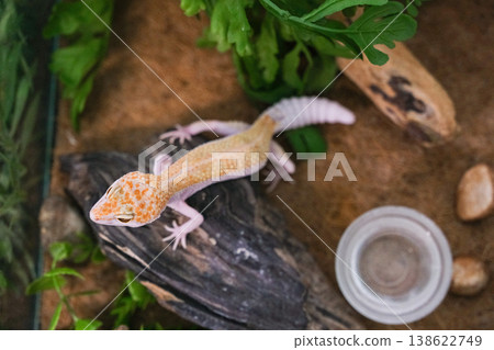 A small lizard is sitting on a log in a green environment A small lizard is sitting on a log in a green environment 138622749