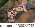 A small lizard is sitting on a log in a green environment 138622752