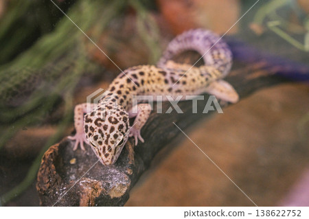 A small lizard is sitting on a log in a green environment A small lizard is sitting on a log in a green environment 138622752