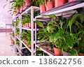 A row of potted plants on a shelf, with some of them being green 138622756