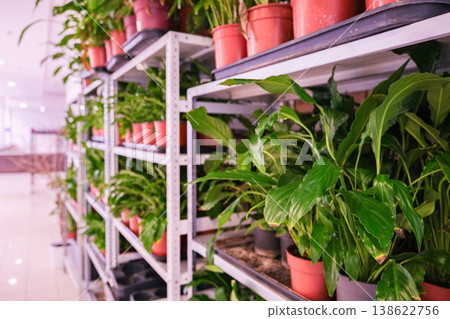 A row of potted plants on a shelf, with some of them being green A row of potted plants on a shelf, with some of them being green 138622756