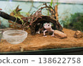A small lizard is in a terrarium with a bowl of water and a log 138622758