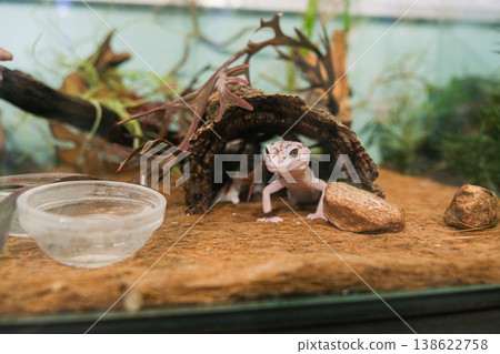 A small lizard is in a terrarium with a bowl of water and a log A small lizard is in a terrarium with a bowl of water and a log 138622758
