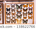 A display of butterflies in a wooden case 138622766