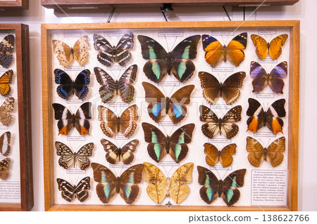 A display of butterflies in a wooden case 138622766