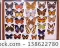A display of butterflies in a wooden case 138622780