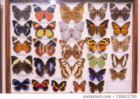 A display of butterflies in a wooden case A display of butterflies in a wooden case 138622780