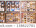 A collection of butterfly specimens are displayed in glass cases 138622781