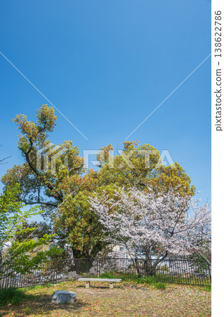 Yodo Castle Ruins Park in the fresh greenery, Fushimi Ward, Kyoto City Yodo Castle Ruins Park in the fresh greenery, Fushimi Ward, Kyoto City 138622786