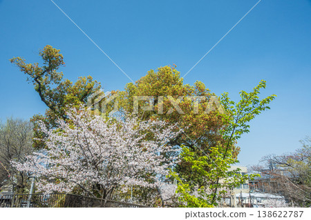 京都市伏見區淀城遺址公園綠樹成蔭，景色宜人 138622787