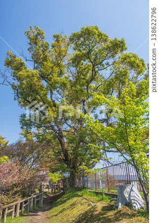 京都市伏見區淀城遺址公園綠樹成蔭,景色宜人 京都市伏見區淀城遺址公園綠樹成蔭,景色宜人 138622796