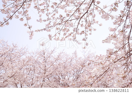 Cherry blossom scenery with sky and copy space 138622811