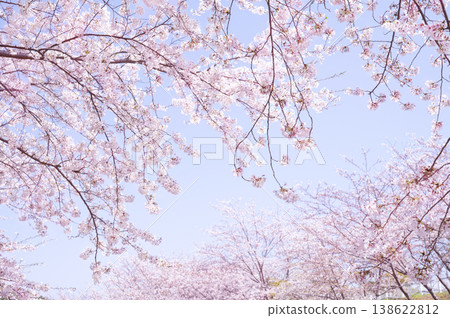 Cherry blossom scenery with sky and copy space 138622812