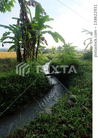 Small stream flowing through a rural landscape with banana trees Small stream flowing through a rural landscape with banana trees 138622931