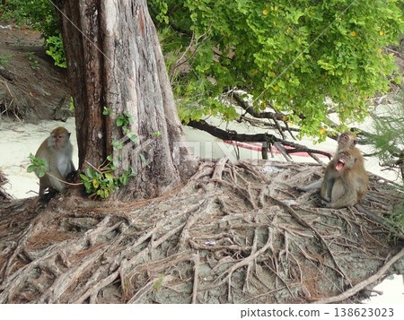 Monkeys on Velas Basa Island, Malaysia 138623023