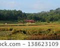 Traditional House in Golden Rice Fields with Lush Forest Background 138623109