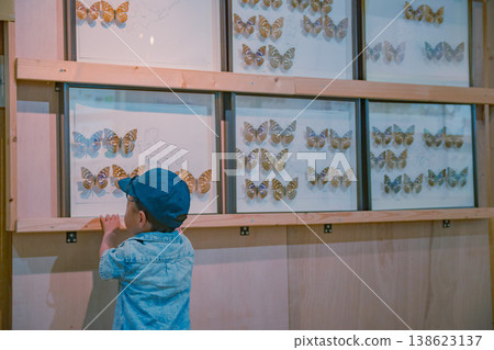 A child looking at a butterfly specimen. A child looking at a butterfly specimen. 138623137