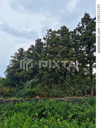 This is a lush green tangerine field. This is a lush green tangerine field. 138623185