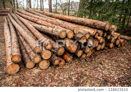 Tree log in forest. Pine tree log. Softwood lumber. Deforestation and logging. Stack of cut wood. Wood log timber logging. Harvest of timber. Lumber industry business. Deforestation. Stacked woodpile Tree log in forest. Pine tree log. Softwood lumber. Deforestation and logging. Stack of cut wood. Wood log timber logging. Harvest of timber. Lumber industry business. Deforestation. Stacked woodpile 138623810