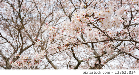 Yufu, Oita, Japan - March 30, 2026: Cherry blossom branches in bloom forming natural floral pattern in spring 138623834