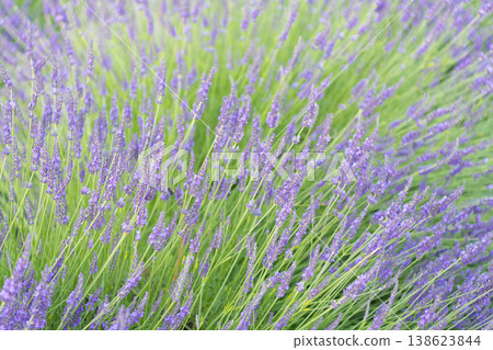 Purple lavender. Lavender flower in summer. France Provence field. Purple lavender bloom in nature. Composition of nature. Summer blooming flower. Blooming flower field. Field of lavender 138623844