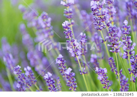 Purple lavender. Lavender flower in summer. France Provence field. Purple lavender bloom in nature. Composition of nature. Summer blooming flower. Blooming flower field. Field of lavender Purple lavender. Lavender flower in summer. France Provence field. Purple lavender bloom in nature. Composition of nature. Summer blooming flower. Blooming flower field. Field of lavender 138623845
