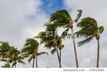 Palm tree in hurricane weather. Tropical beach in Miami. Tropical windy weather with palm tree. Strong wind. Exotic nature. Tropical palm grove. Palm tree on windy weather. Hurricane in Florida Palm tree in hurricane weather. Tropical beach in Miami. Tropical windy weather with palm tree. Strong wind. Exotic nature. Tropical palm grove. Palm tree on windy weather. Hurricane in Florida 138623868