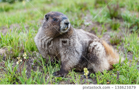 Wild cute rodent animal in nature. Capybara on the ground. Rodent groundhog. Rodent animal. Wildlife nature. Woodchuck marmot. Wild marmot in nature. Woodchuck or groundhog outdoor Wild cute rodent animal in nature. Capybara on the ground. Rodent groundhog. Rodent animal. Wildlife nature. Woodchuck marmot. Wild marmot in nature. Woodchuck or groundhog outdoor 138623879