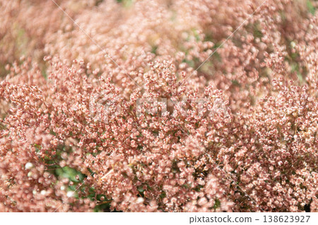 Limonium perezii blossom. Pink Limonium perezii flower of sea lavender. Limonium flower in nature. Summer nature. Pink background of flowering plant. Flower of sea lavender. Flowering background 138623927