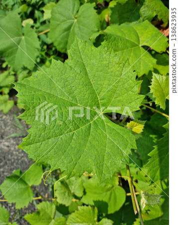 Close up of grape leaves. Close up of grape leaves. 138623935