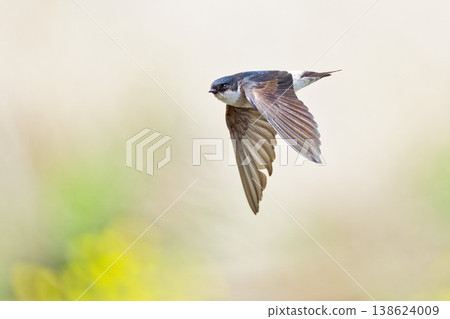 Rock martins flying over the riverbank in spring 138624009