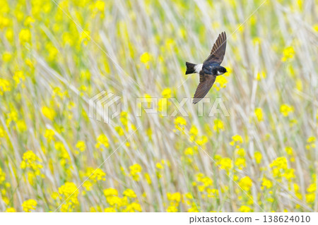In spring, the rock martins have arrived. 138624010