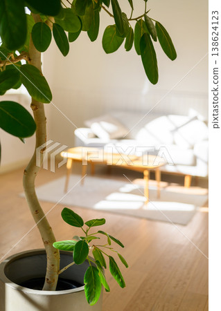 有葉子植物的客廳 138624123