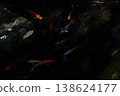 Koi fish in water, Kohaku breed. 138624177