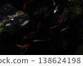 Koi fish in water, Kohaku breed. 138624198