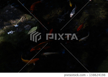 Koi fish in water, Kohaku breed. 138624198