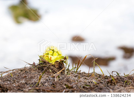 A scene with butterbur sprouts found in Biei, Hokkaido, in early spring when snow still remains on the ground. A scene with butterbur sprouts found in Biei, Hokkaido, in early spring when snow still remains on the ground. 138624234