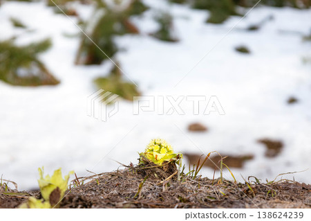 A scene with butterbur sprouts found in Biei, Hokkaido, in early spring when snow still remains on the ground. A scene with butterbur sprouts found in Biei, Hokkaido, in early spring when snow still remains on the ground. 138624239