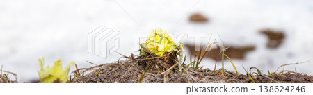 A scene with butterbur sprouts found in Biei, Hokkaido, in early spring when snow still remains on the ground. A scene with butterbur sprouts found in Biei, Hokkaido, in early spring when snow still remains on the ground. 138624246