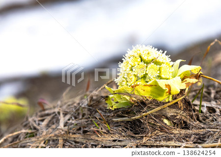 A scene with butterbur sprouts found in Biei, Hokkaido, in early spring when snow still remains on the ground. A scene with butterbur sprouts found in Biei, Hokkaido, in early spring when snow still remains on the ground. 138624254