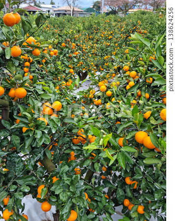 These are ripe Jeju Island tangerines. 138624256